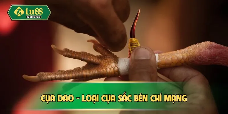 Đá Gà Thomo - Cược Nhanh Tay, Chơi Ngay Thắng Đậm Tại LU88 Cựa dao - loại cựa sắc bén chí mạng