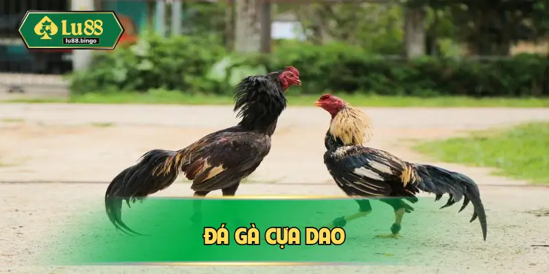 da-ga-cua-dao