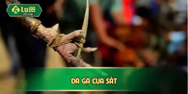 da ga cua sat