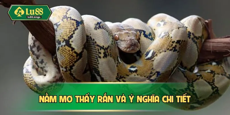 Nằm Mơ Thấy Rắn - Những Điềm Báo Quan Trọng Tiềm Ẩn Nằm mơ thấy rắn và ý nghĩa chi tiết