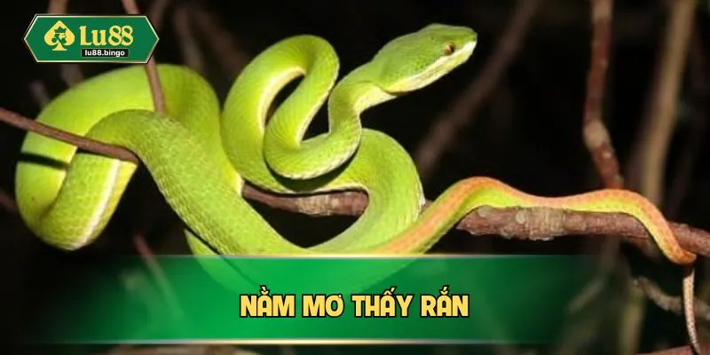 nam mo thay ran