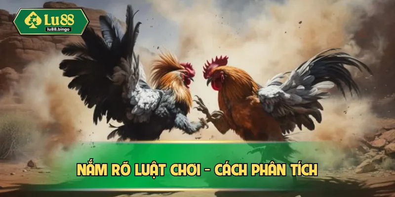 Đá Gà Cựa Sắt Là Gì? Kinh Nghiệm Thắng Lớn Chuẩn Đét Nắm rõ luật chơi - cách phân tích