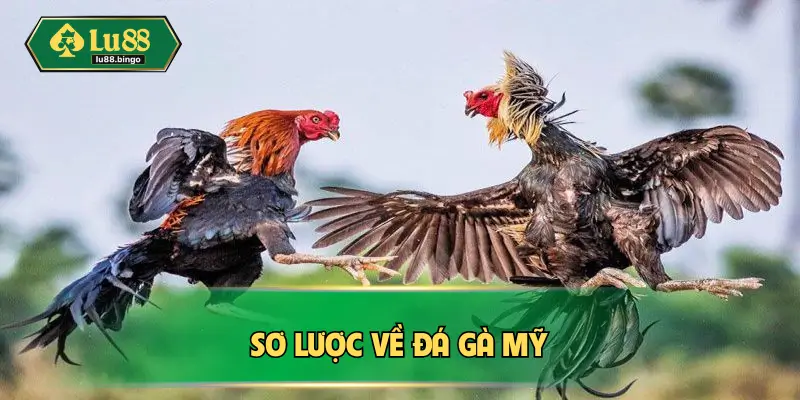 Đá Gà Mỹ – Hình Thức Chọi Kê Cực Kỳ Kịch Tính Tại Châu Á Sơ lược về đá gà Mỹ