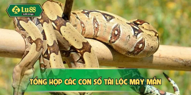 Nằm Mơ Thấy Rắn - Những Điềm Báo Quan Trọng Tiềm Ẩn Tổng hợp các con số tài lộc may mắn