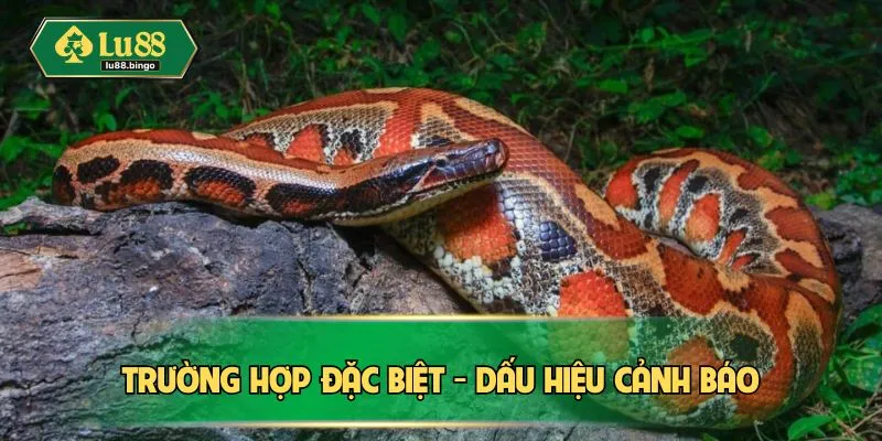 Nằm Mơ Thấy Rắn - Những Điềm Báo Quan Trọng Tiềm Ẩn Trường hợp đặc biệt - Dấu hiệu cảnh báo